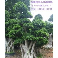 榕樹樁頭，造型小葉榕景觀