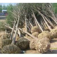 種植苗木,種植基地,速生國(guó)槐