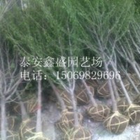 木槿花