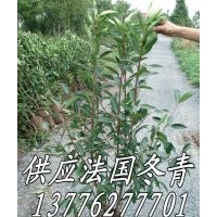 供應(yīng)法國(guó)冬青樹(shù)