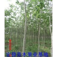 低售山東梓樹