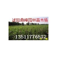 供應(yīng):木槿,紅葉小檗,金葉女貞,蜀檜,龍柏