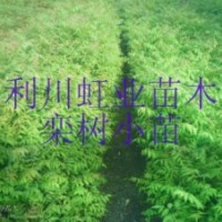 供應(yīng)黃山欒樹苗欒樹小苗欒樹苗價格燈籠樹苗