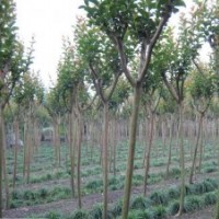 紫薇，4-8公分，因拆遷，虧本大處理！
