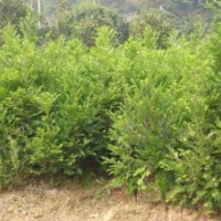 的櫻花品種 湖南櫻花品種，優(yōu)質(zhì)櫻花品種