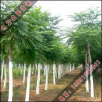 千頭椿的園林綠化
