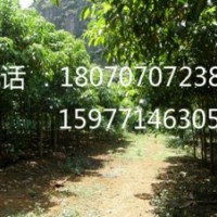 供應秋楓樹
