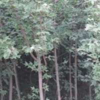 三角楓