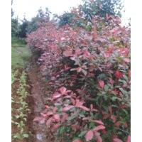 桂花樹