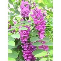 我基地常年供應(yīng)嫁接香花槐，量大