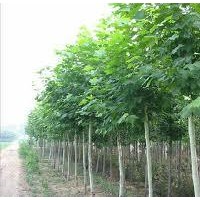 濟寧城北苗木種植基地法桐