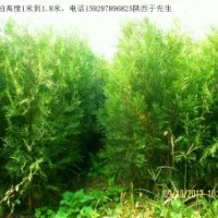 供應(yīng)營養(yǎng)缽側(cè)柏高度80cm到1.5米