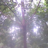 長(zhǎng)期供應(yīng)重陽(yáng)木、廣玉蘭、紅楓