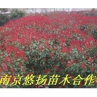 南京悠揚(yáng)苗木合作社雪松廣玉蘭，蜀檜龍柏，垂柳紅葉石楠