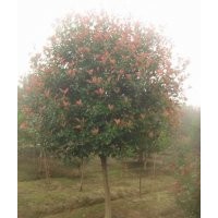 5公分紅葉石楠（單桿，分枝高度80公分）
