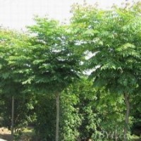 欒樹基地提供欒樹規(guī)格齊全