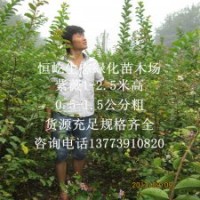 紫薇苗在緑化工程中的應(yīng)用及未來發(fā)展趨勢(shì)