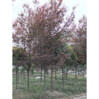 成都紅葉李價格 成都紅葉李報價 紅葉李品種 紅葉李規(guī)格