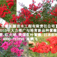 紅火箭紫薇簡(jiǎn)介