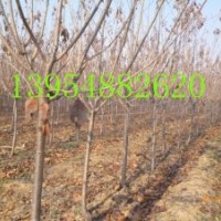櫻花工程苗|櫻花基地|櫻花價格