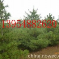 白皮松|華山松|造型風景松|龍柏|蜀儈|泰安鵬舉櫻花基地產(chǎn)品