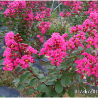 長(zhǎng)期供應(yīng) 美國(guó)紅葉紫薇
