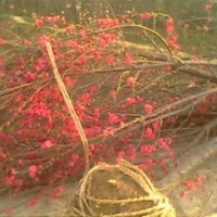 紅葉碧桃，紅葉桃，紅葉桃價格