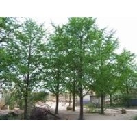 低價(jià)供應(yīng)18-20公分銀杏樹(shù)
