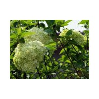 八仙花，定州八仙花價格，定州八仙花廠家，定州八仙花基地