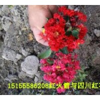 美國紫薇