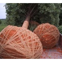 河南香樟樹(shù) 大量供應(yīng)香樟樹(shù)米經(jīng)5---25公分