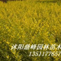 供應(yīng)綠化苗:金葉女貞，紅葉小檗，蜀檜,龍柏、地柏，扶芳藤