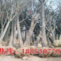 低價供應國槐、合歡、白蠟、107楊樹苗、法桐等綠化苗木