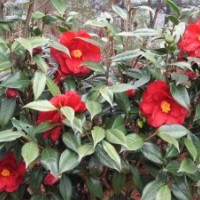 茶花！優(yōu)質(zhì)嫁接砧木茶花！10年生苗！