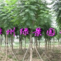 重慶藍(lán)花楹，云南藍(lán)花楹，福建藍(lán)花楹