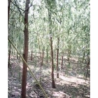 各種規(guī)格，垂柳