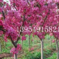 北美海棠，北美海棠芽苗，北美海棠2年苗，北美海棠產(chǎn)地