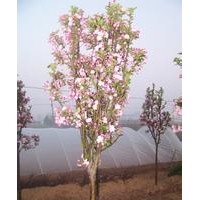 供應(yīng)綠化苗木，西府海棠成品苗，半成品苗，根接苗