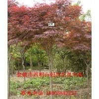 大量低價(jià)供應(yīng)櫻花、紅楓
