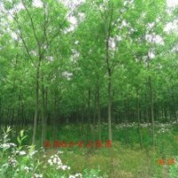 供應6公分柳樹