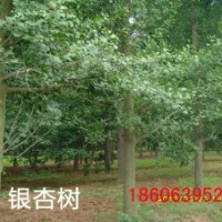 供銀杏大樹，銀杏樹苗。銀杏小苗，銀杏種子