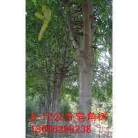供應(yīng)1-15公分的皂角樹，皂角大樹那里有？山東苗木