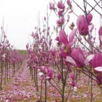 廣玉蘭、紫玉蘭、白玉蘭
