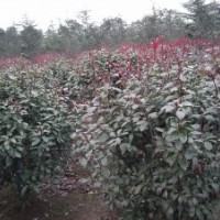 紅葉石楠，南京紅葉石楠供應，紅葉石楠價格