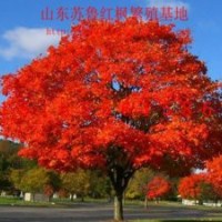 2013美國紅楓|秋火焰紅楓扦插小苗