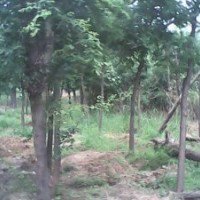 原生國(guó)槐，白皮松，蘋果苗，嫁接核桃苗，山楂樹