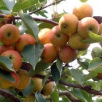 蘋果樹苗價(jià)格