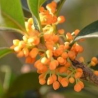 湖北桂花樹低價出售