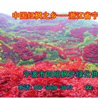 常年供應:紅楓/櫻花/桂花/茶花/茶梅/五針松