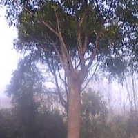 長(zhǎng)期供應(yīng)光桿香樟，截桿幾年香樟，骨架香樟
